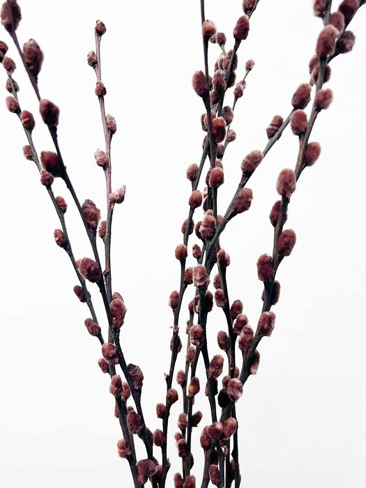ARYA » Mazzo di Salice colorato essiccato marrone