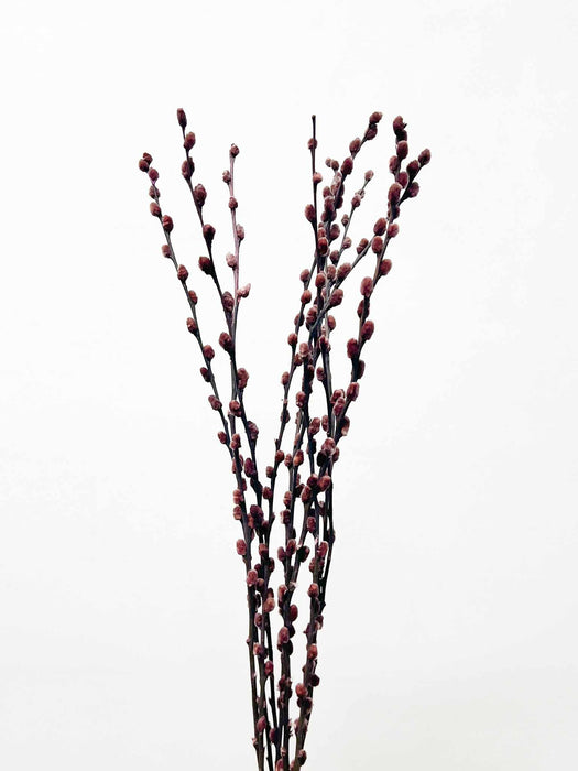 ARYA » Mazzo di Salice colorato essiccato marrone