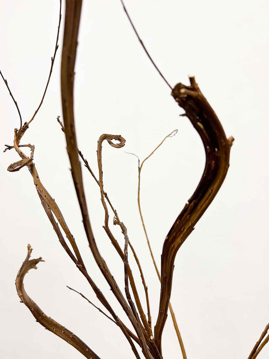 TANYA » Mazzo di Salice sekka naturale