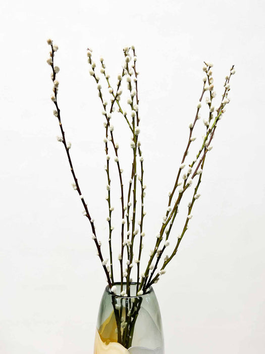 SALVO » Mazzo di Salice essiccato naturale