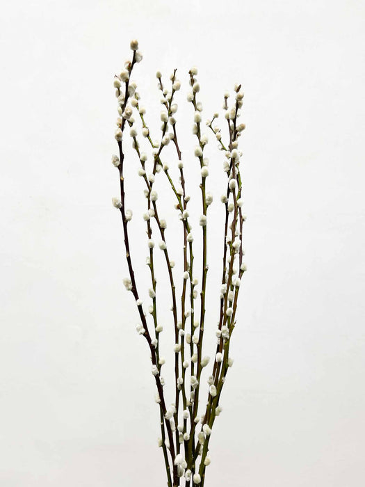 SALVO » Mazzo di Salice essiccato naturale