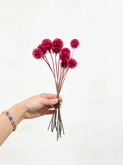 CARLA » Scabiosa Stellata stabilizzata fucsia