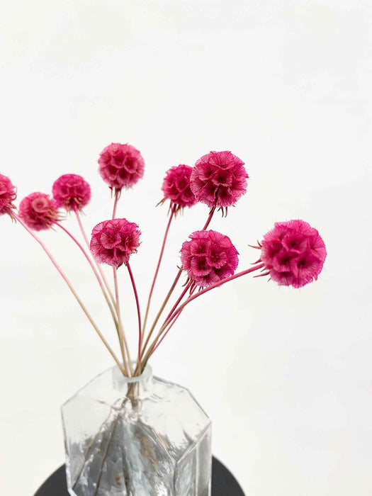 CARLA » Scabiosa Stellata stabilizzata fucsia