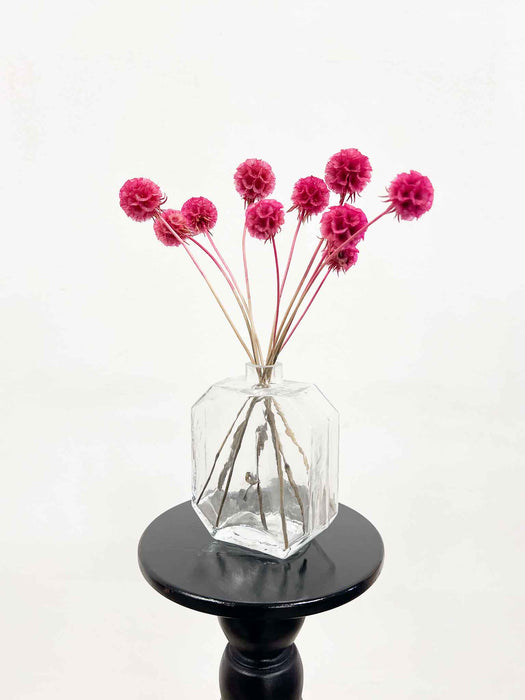 SCABIOSA » fucshia preserved - CARLA