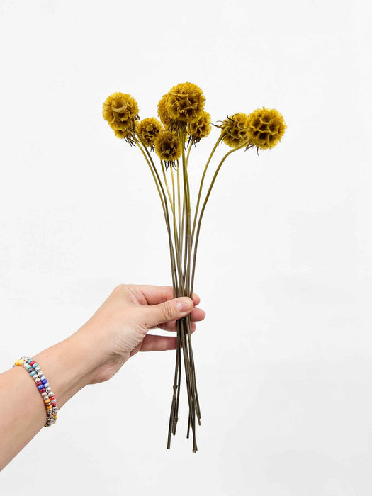 CARLA » Scabiosa Stellata stabilizzata giallo senape