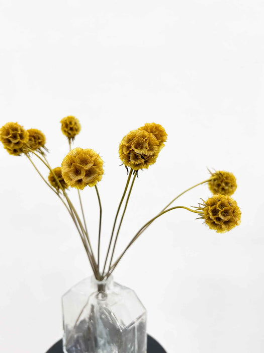 CARLA » Scabiosa Stellata stabilizzata giallo senape