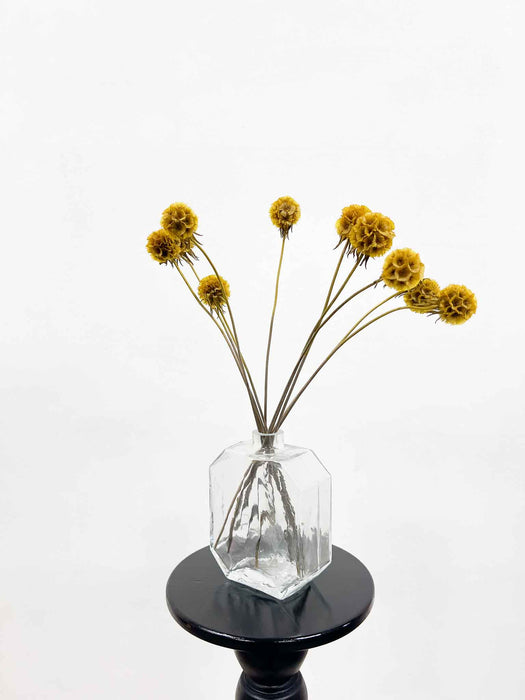 SCABIOSA » yellow mustard preserved