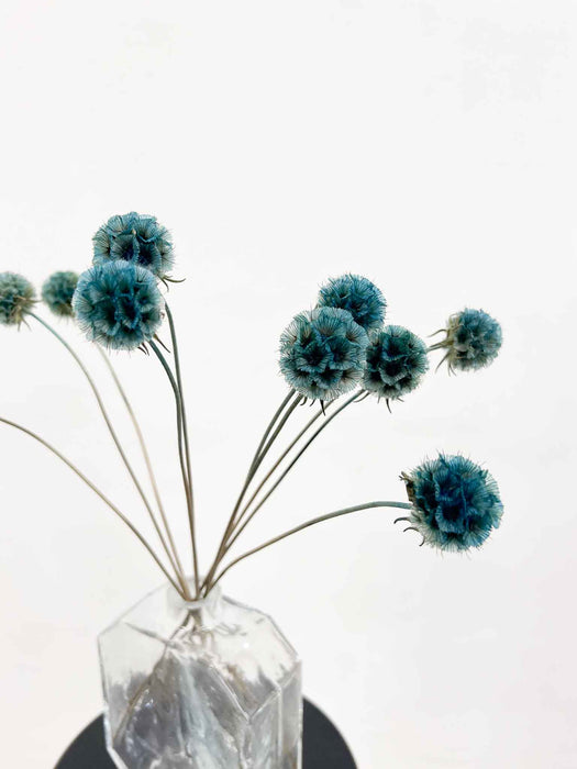 CARLA » Scabiosa Stellata stabilizzata azzurra