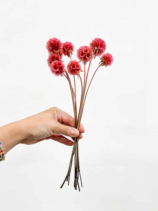 CARLA » Scabiosa Stellata stabilizzata rosa