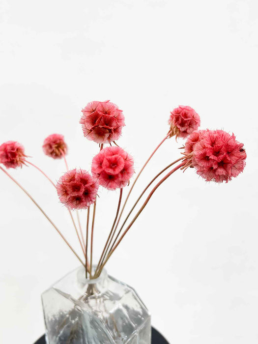 CARLA » Scabiosa Stellata stabilizzata rosa