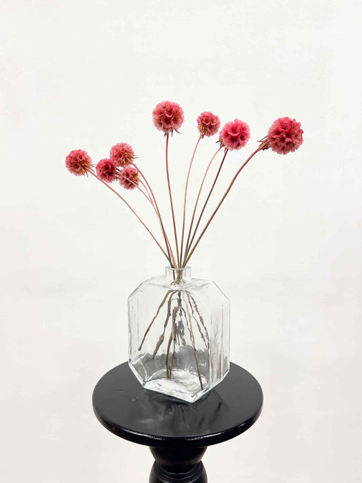 SCABIOSA » fucshia preserved