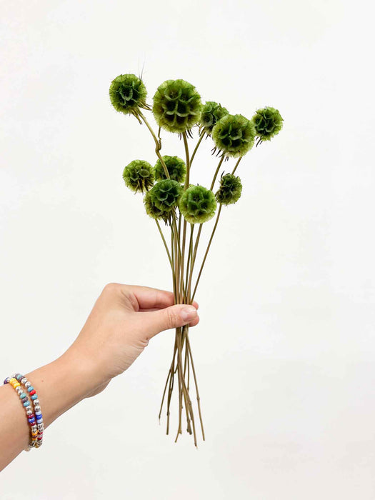 CARLA » Scabiosa Stellata stabilizzata verde