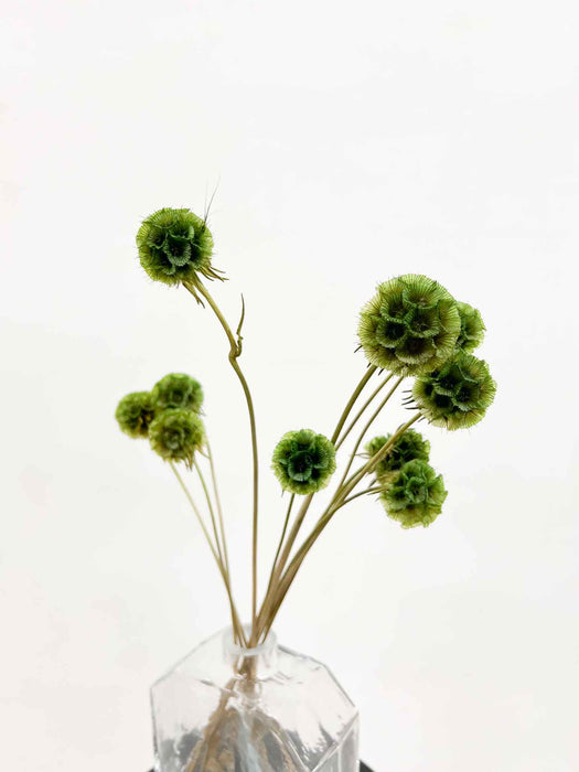 CARLA » Scabiosa Stellata stabilizzata verde
