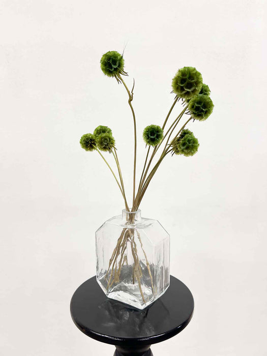 SCABIOSA » green preserved