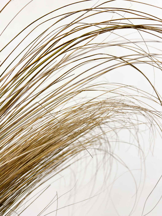 SEBASTIANO » Mazzo di Salicchio essiccato