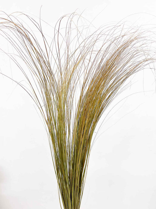 SEBASTIANO » Mazzo di Salicchio essiccato