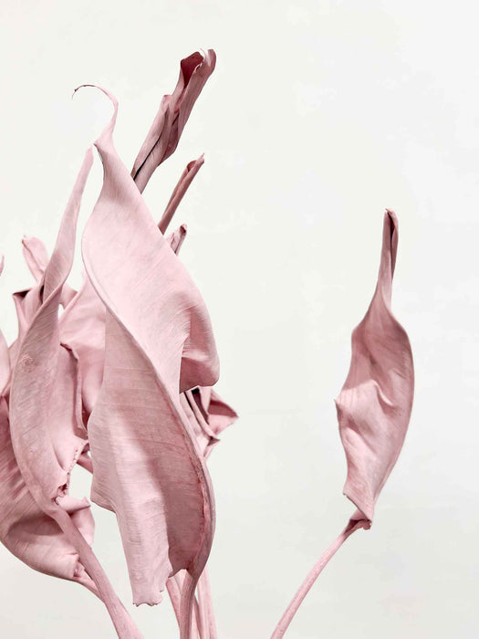 SELENE » Strelitzia rosa essiccata