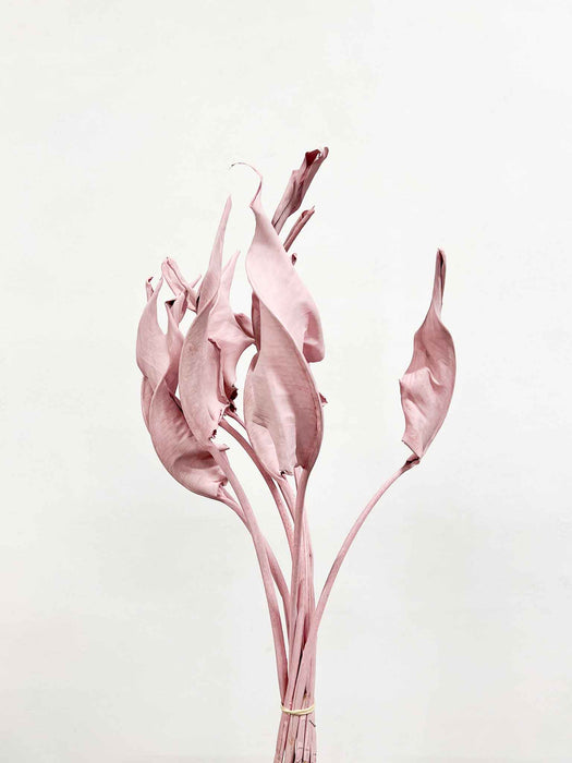 SELENE » Strelitzia rosa essiccata