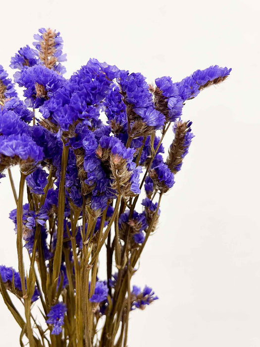 SEVERINO » Statice stabilizzato viola