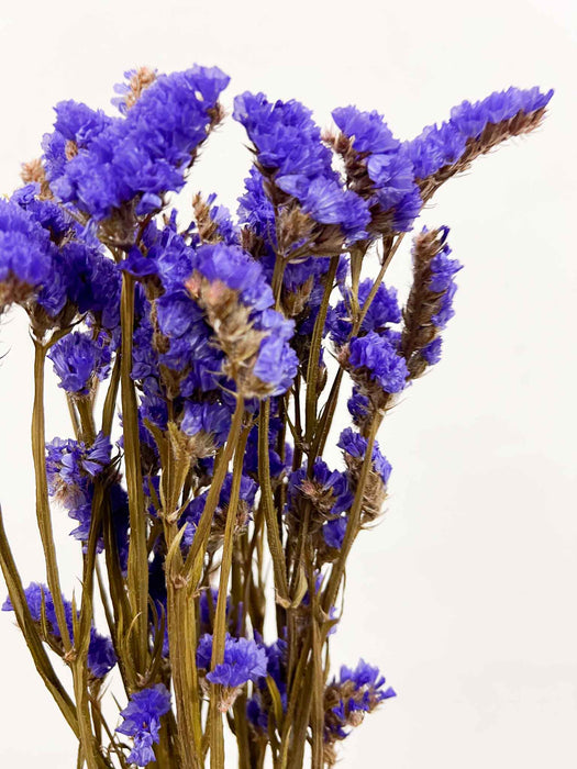 SEVERINO » Statice stabilizzato viola