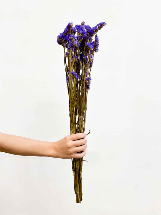 SEVERINO » Statice stabilizzato viola