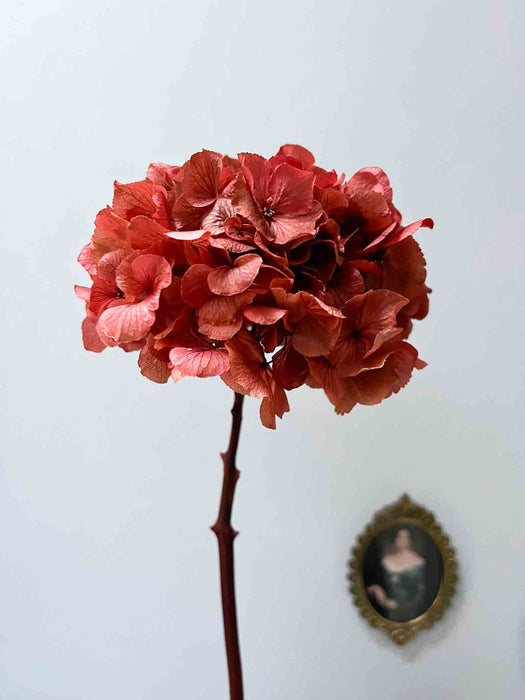 SERENA » Extra coral pink preserved Hydrangea