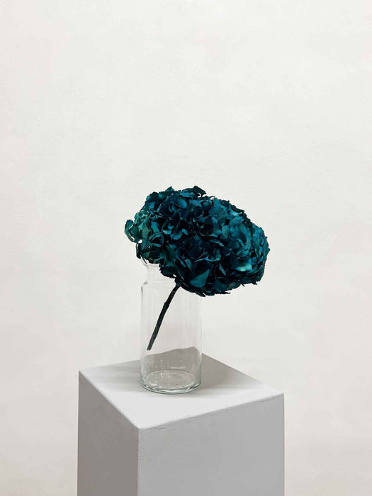 VIRGILIO » Ortensia stabilizzata verde petrolio