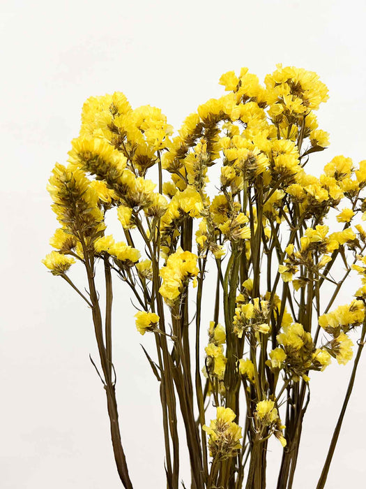SOLE » Statice stabilizzato giallo