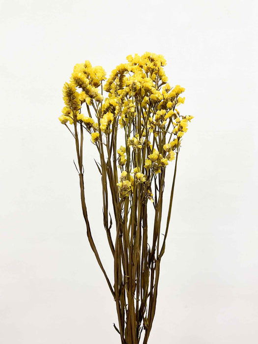 SOLE » Statice stabilizzato giallo