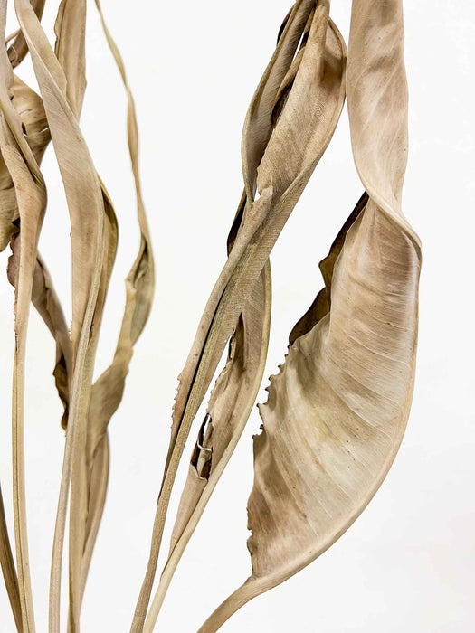 SVEVA » Strelitzia naturale essiccata