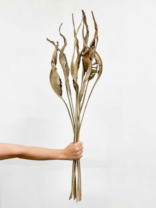 SVEVA » Strelitzia naturale essiccata