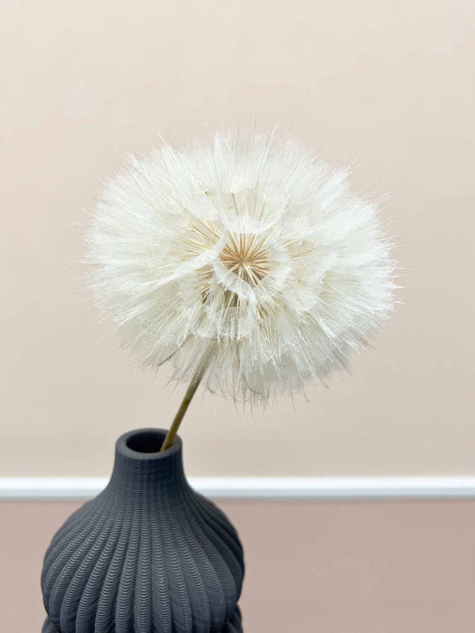 TAMARA » Frutto del fiore del Tragopogon o "soffione" sbiancato