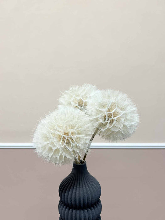 TAMARA » Frutto del fiore del Tragopogon o "soffione" sbiancato