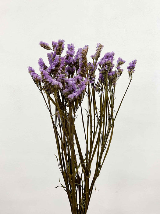 TITO » Statice stabilizzato lilla