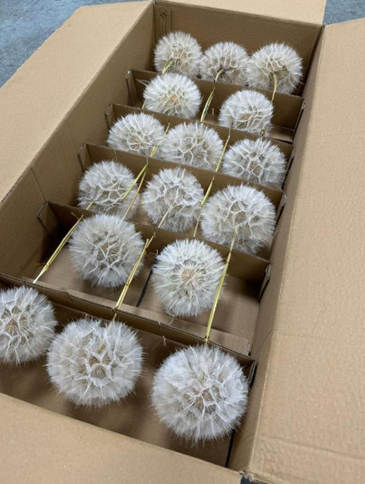 Tragopogon box 16 stems » natural preserved - TAMARA BOX