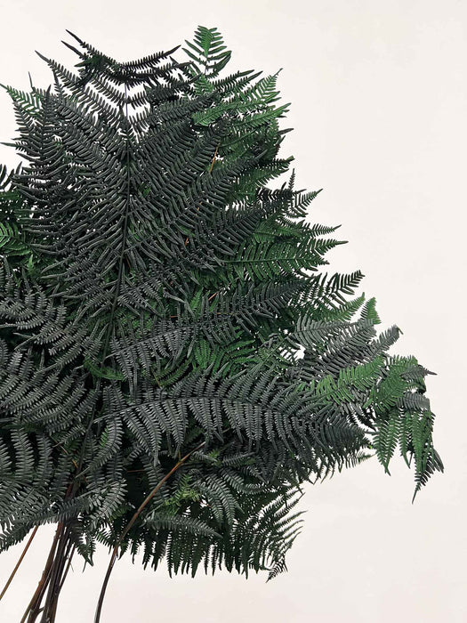 BIG FERN » green - URSULA