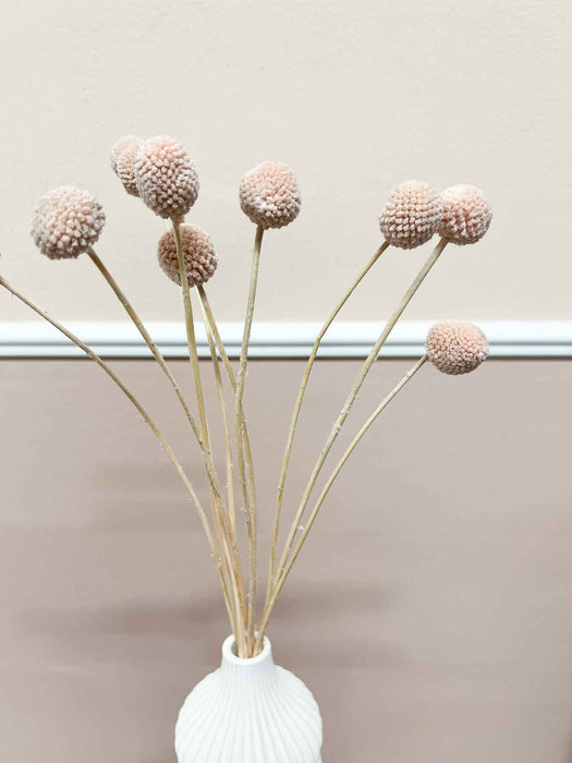 VICKY » Mazzo di Craspedia rosa cipria