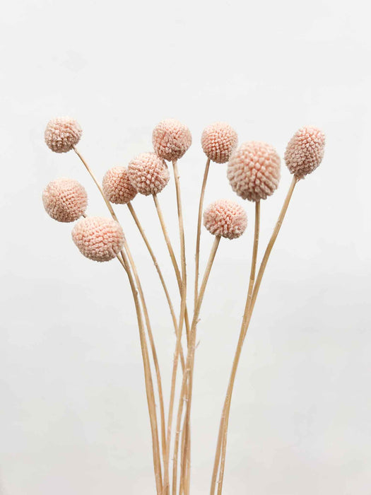 VICKY » Mazzo di Craspedia rosa cipria