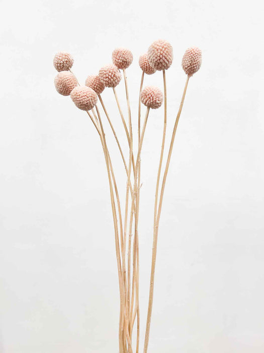 VICKY » Mazzo di Craspedia rosa cipria