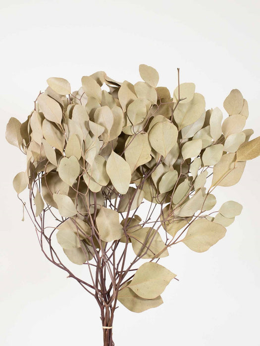 EUCALYPTUS POPULUS » natural dried - ZAFFIRO
