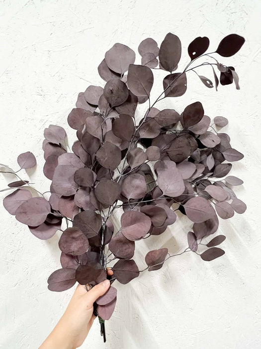EUCALYPTUS POPOLUS » burgundy - PIPPO