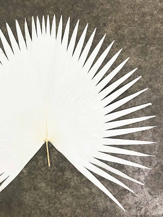 ZAZOU » Anahaw bianco essiccato