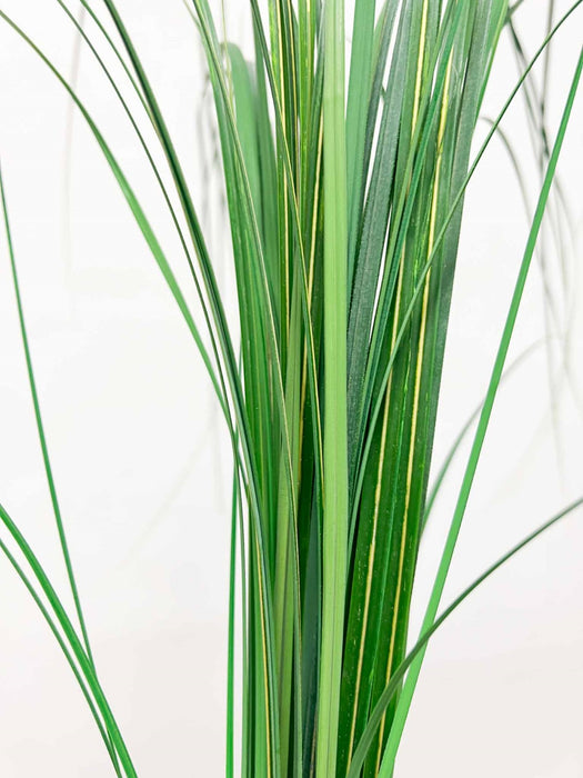 GYNERIUM » green - PANDOLFO