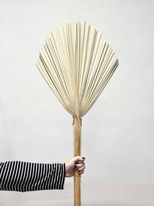 ORFEO » Palma tonda naturale