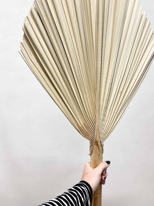 ORFEO » Palma tonda naturale