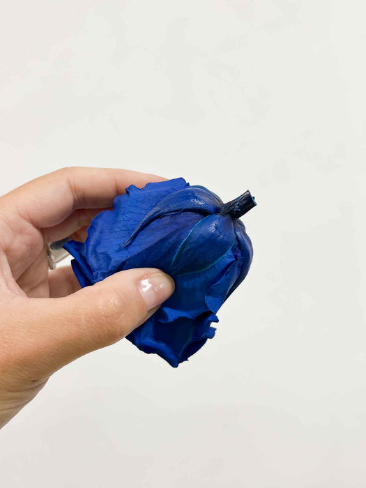 ZACCARIA » Box da 6 fiori di Rosa blu diametro 6,5cm standard