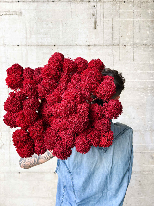 ALLIUM » red dried large 5 stems