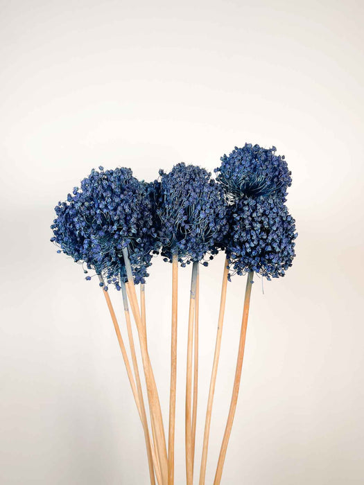 ALLIUM » blu essiccato colorato piccolo 10 steli