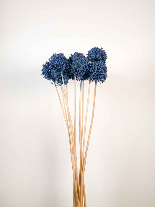 ALLIUM » blu essiccato colorato piccolo 10 steli