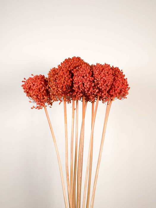 ALLIUM » arancione essiccato colorato piccolo 10 steli